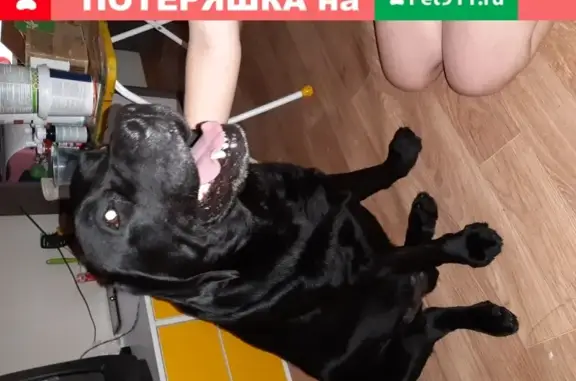 Собака ищет хозяев: Ленинградский проспект, 56