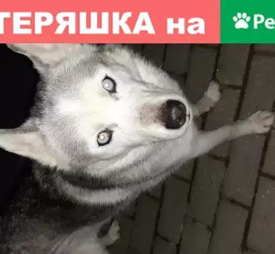 Найдена молодая собака в Москве