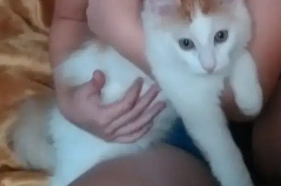 Кошки потеряшки, Санкт-Петербург, фото: Потеряшка котенок на ул. Галицкая 11 (Славянка)