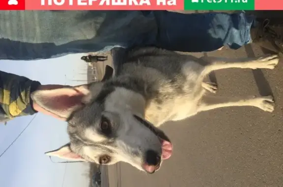 Найдена собака в южном Бутово, улица Остафьевская