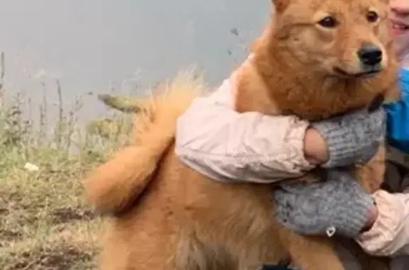 Собаки потеряшки, , фото: Потеряшка карелофинская лайка по кличке Стрелка в лесу возле поселка Удачный, Красноярск.