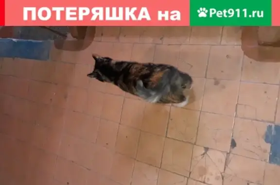 Домашняя трехцветная кошка найдена в Комсомольске-на-Амуре