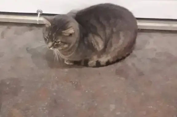 Найден домашний кот возле ТЦ Оскол в Олимпийском