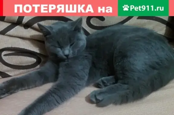 Пропала кошка Капитоныч в парке Харинка, Иваново