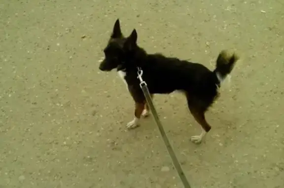 Собаки потеряшки, Ульяновск, фото: Потеряшка собака Бакс на Камышинской