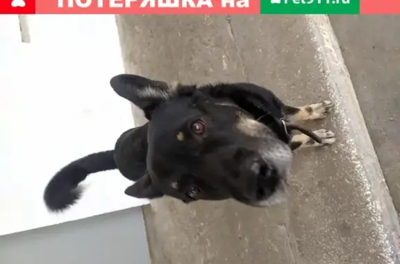 Найдена собака, Москва, фото: Найден домашний кобель на Россошанской улице, Москва