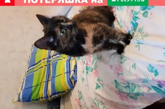 Пропала кошка на Шипиловской, дом 6к2