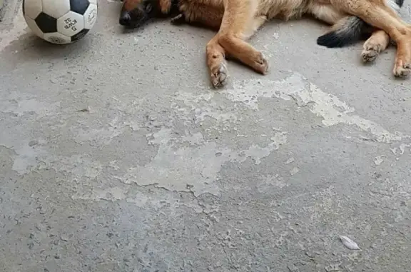 Пропала собака Блэк в Краснооктябрьском районе.