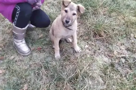Найдена собака на Островского 25к1 в Рязани