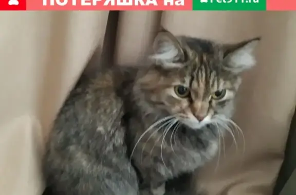 Найдена кошка на ул. Газовская