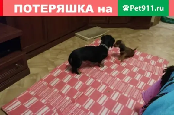 Собаки потеряшки, Нижний Новгород, фото: Потеряшка собака Такса Ириска в районе кафе Кабан, Нижний Новгород