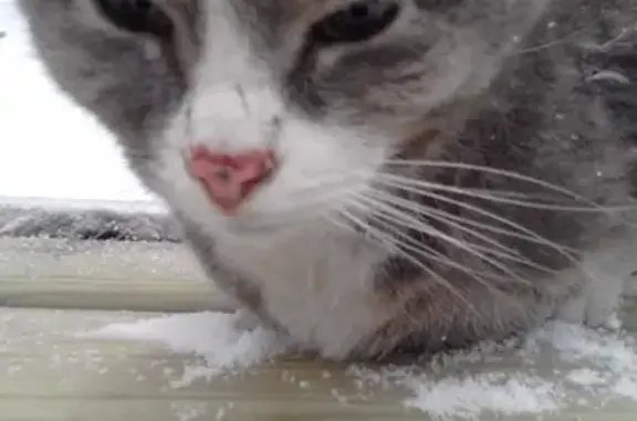 Найден замерзший котик на Каменных Палатках