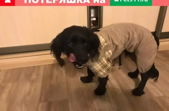 Собака в бежевом комбенезоне найдена в Видном