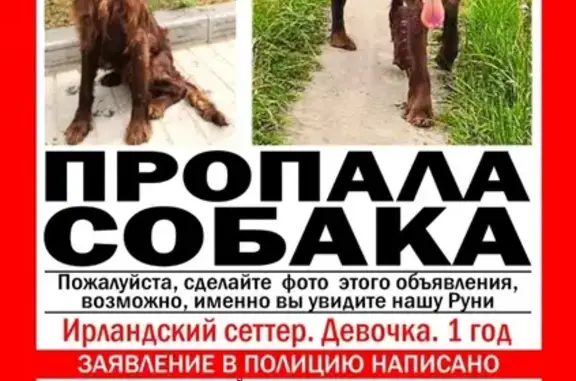 Пропала собака Руни на ул. Генерала Ермолова, Москва