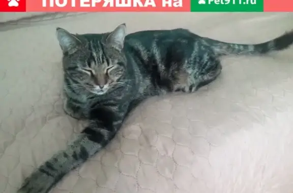 Найден кот в Ворошиловском районе, готов к приюту!