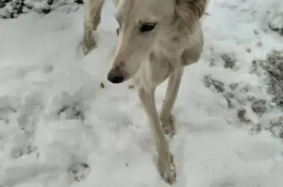 Собака найдена в Коктем 1-м микрорайоне, Алматы