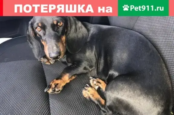 Собака найдена на Волоколамском ш., 116