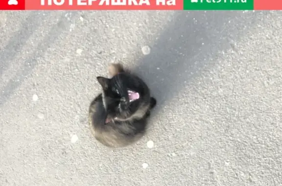 Найдена чёрно-серая кошка на Иваньковском шоссе