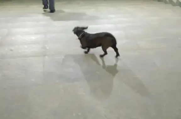 Найдена собака Такса возле ТЦ 