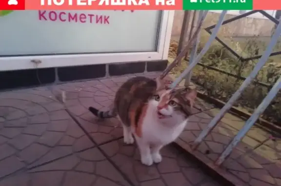 Найдена пестрая кошка у Магниткосметика на пр. Ленина, 112Б