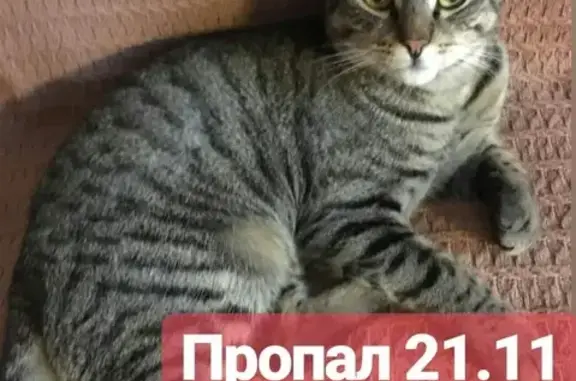 Потерянные животные Москва, фото: Пропал кот Мурзик на ул. Академика Скрябина 28к2, вознаграждение.