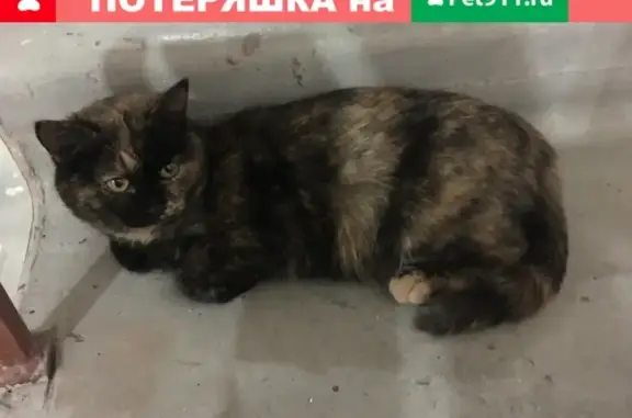 Найдена трёхцветная кошка на Харьковской улице, Тюмень