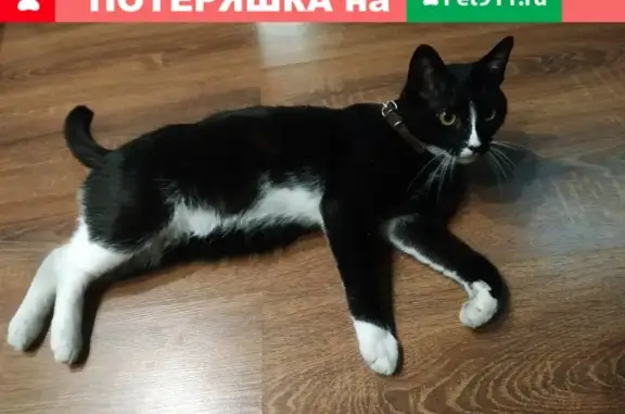 Найдена черно-белая кошка возле АТС, ул. Дирижабельная 15, Долгопрудный