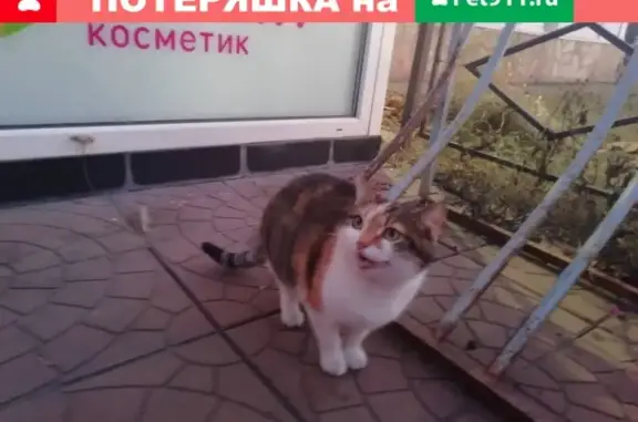 Найдена кошка у Магниткосметик, Тула, пр. Ленина 112Б