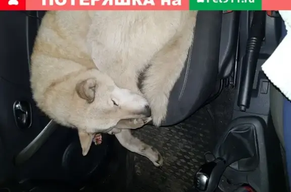 Найдена собака на Роснефти в Ярославской области