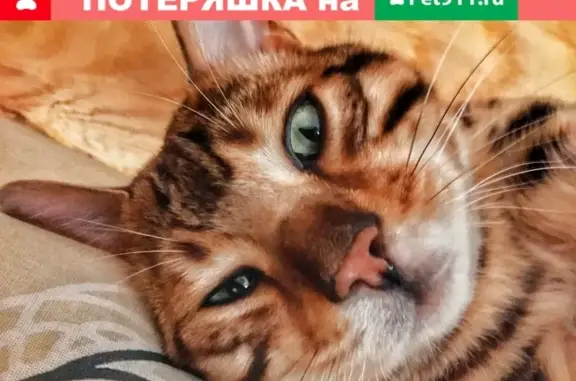 Пропал кот породы Бенгал в поселке Янтарный, Нижегородская область.