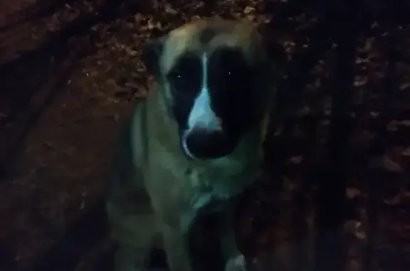 Найдена добрая собака возле платформы Загорянская