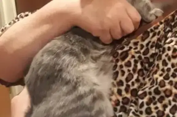 Кошки потеряшки, Железногорск, фото: Потеряшка кот по ул. Гагарина 13к3 в Железногорске