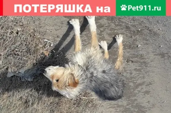 Найдена собака на улице Воронежская в Хабаровске