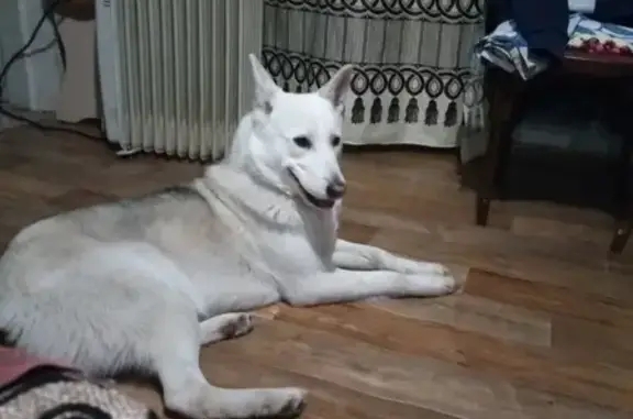 Собака с улицы Карташова, 31Б, найдена хромающей на заднюю лапу.