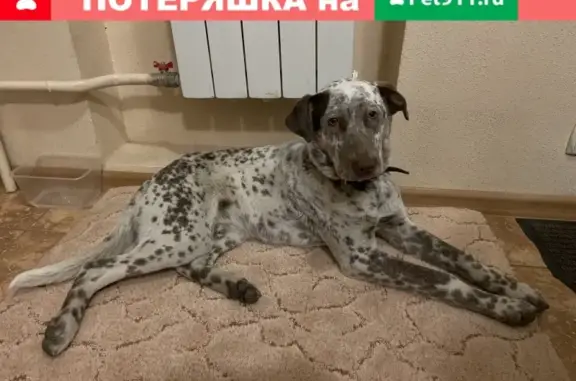 Найдена собака в Балаково