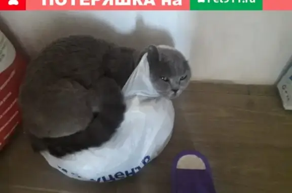 Пропала кошка Марсик в Краснодаре, награда 10,000 руб.