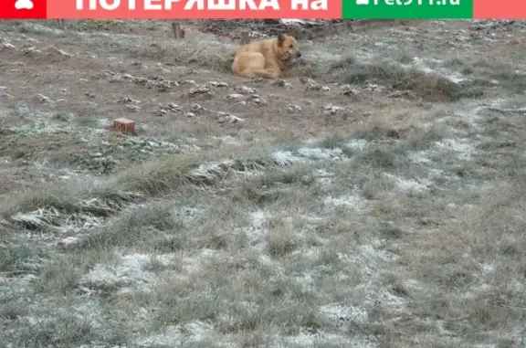 Найдена собака в Воскресенске: рыжий кабель в саду.