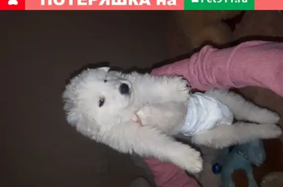 Пропала собака на ул. Абрикосовая 3, белый кобель, 2 месяца