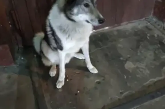 Найден щенок в Фестивальном парке Москвы