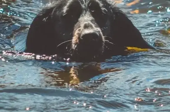 Собаки потеряшки, Нижний Новгород, фото: Потеряшка собака Герда в Нижнем Новгороде с зелёным ошейником