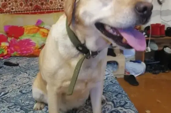 Найдена золотистая собака в Томске.