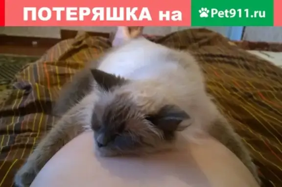 Кошки потеряшки, Березники, фото: Потеряшка кошка: ул. Нахимова 21, Березники, Россия