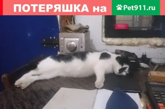 Найден кот на ул. 2-ая Вольская, Некрасовка.