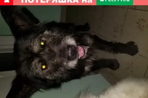 Найдена собака возле ул. Толмачева, Ивантеевка