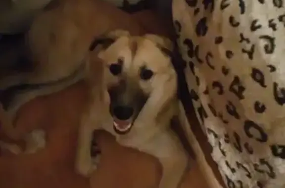 Найдена светло-рыжая собака в Екатеринбурге