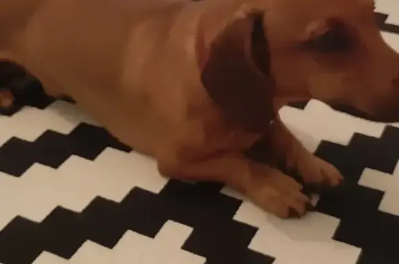 Потерянные животные Белгород, фото: Пропала такса в Белгороде, ищет дом и хозяев