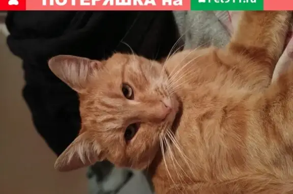 Найден рыжий кот на ул. Первомайская, 30