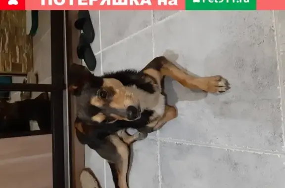 Найдена собака в Советском районе, ищем добрые руки!