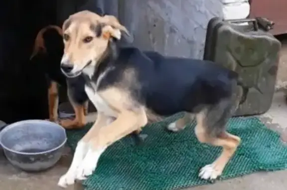 Пропала охотничья собака в Витебском районе, вознаграждение гарантировано