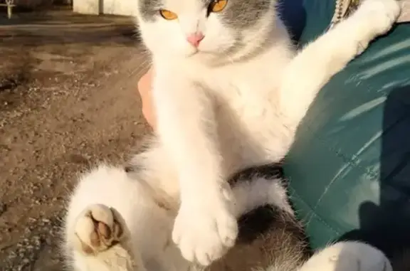 Найдена домашняя кошка в Бузулуке, Оренбургская обл.